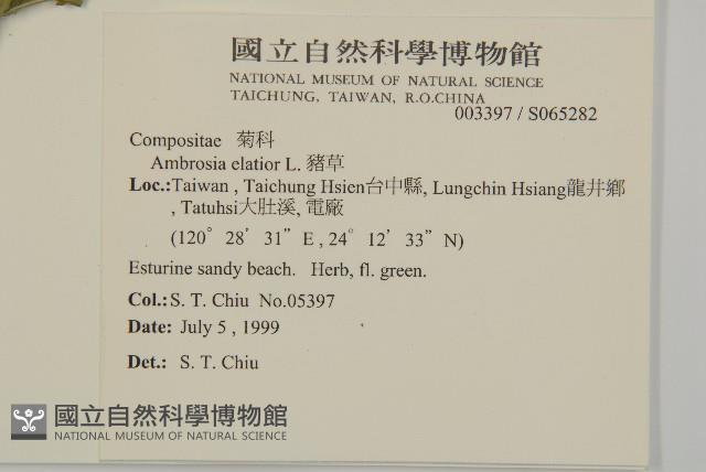 豬草藏品圖，第2張