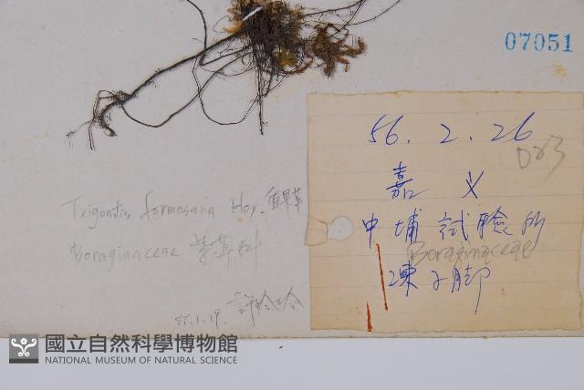 臺灣附地草藏品圖，第2張