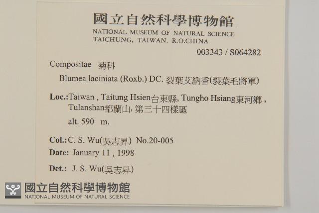 裂葉艾納香藏品圖，第2張