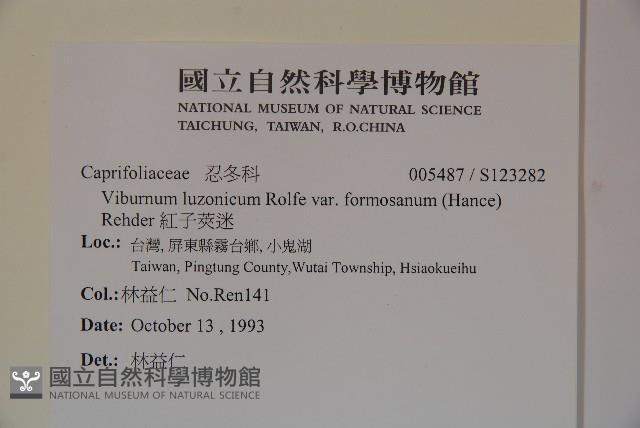 紅子莢迷藏品圖，第2張