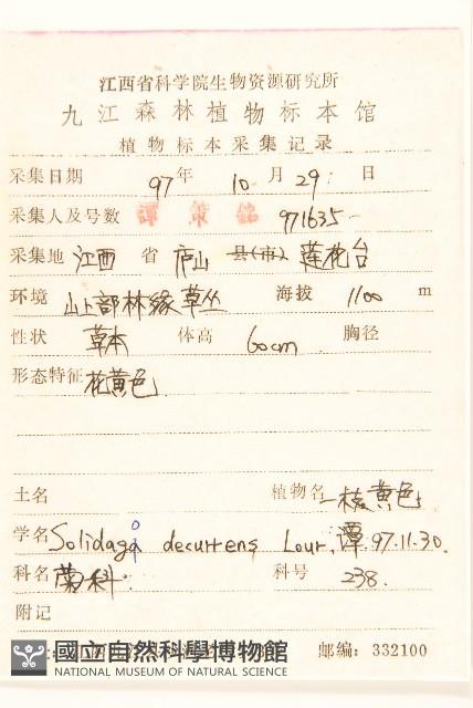 一枝黃花藏品圖，第2張