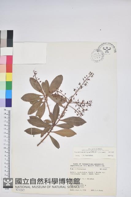 臺灣馬醉木藏品圖，第1張