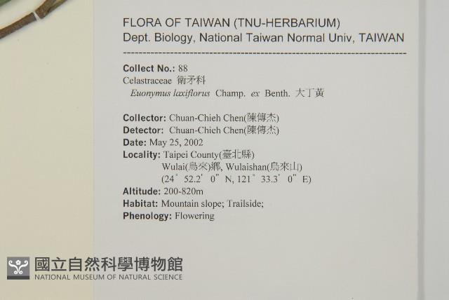 大丁黃藏品圖，第2張