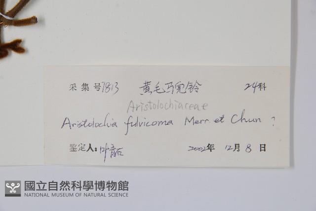 黃毛馬兜鈴藏品圖，第2張