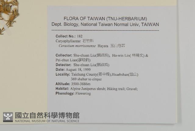 玉山卷耳藏品圖，第2張