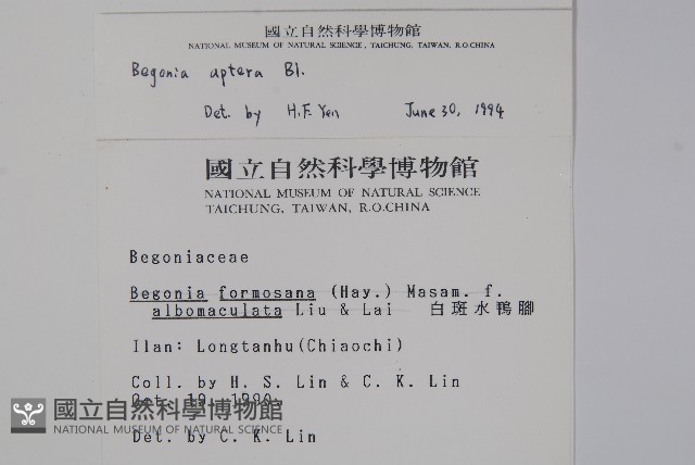 圓果秋海棠藏品圖，第2張