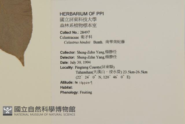 Chinese bitter sweet Collection Image, Figure 2, Total 2 Figures