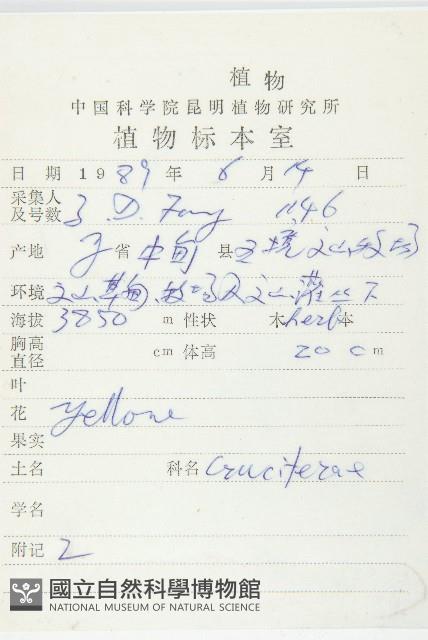 多葉葶藶藏品圖，第2張