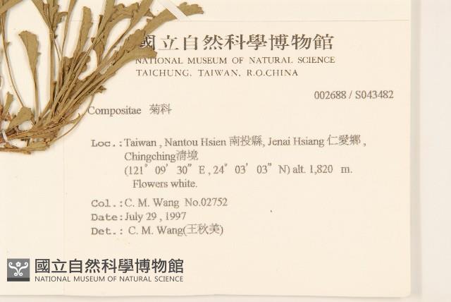 法國菊藏品圖，第2張