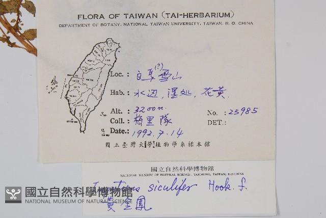 黃金鳳藏品圖，第2張