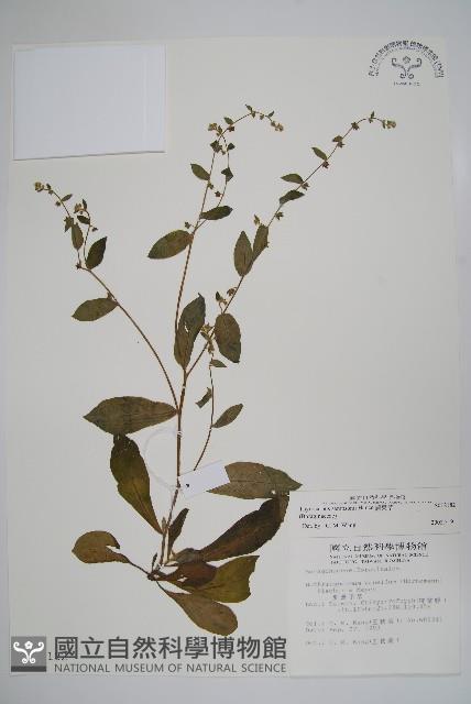 盾果草藏品圖，第1張