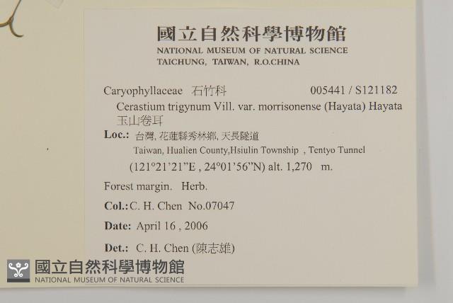 玉山卷耳藏品圖，第2張