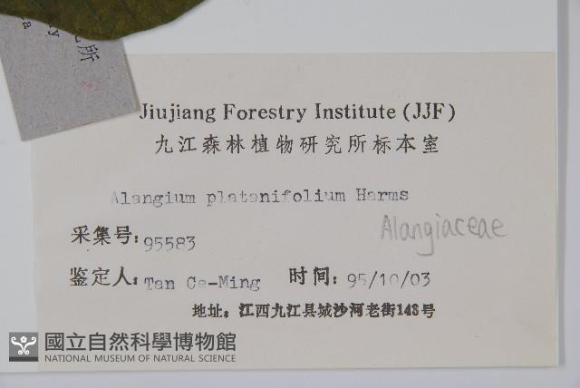 八角楓、瓜木藏品圖，第2張