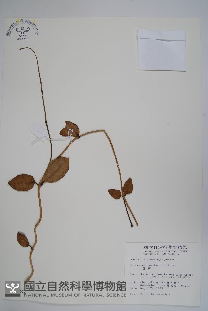 毬蘭藏品圖，第1張