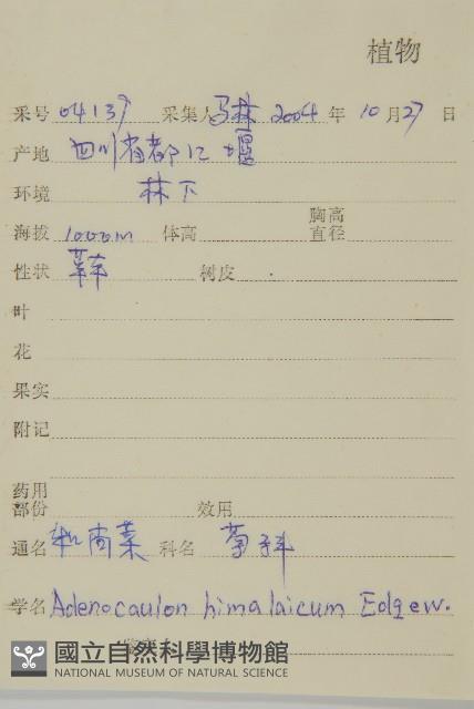 腺梗菜藏品圖，第2張