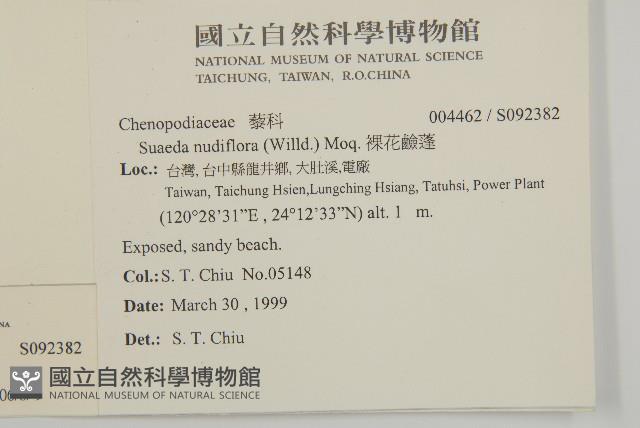 裸花鹼蓬藏品圖，第2張