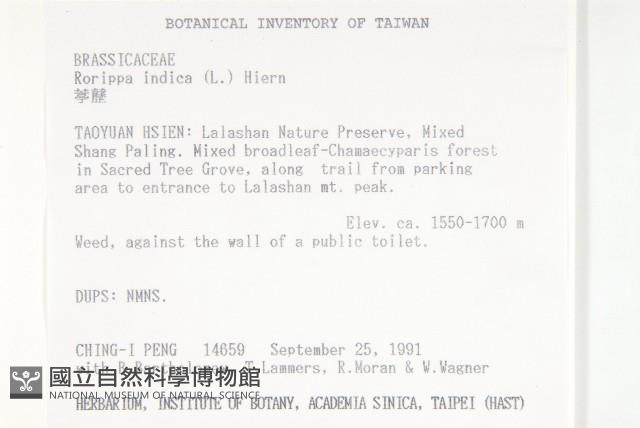 葶藶藏品圖，第2張