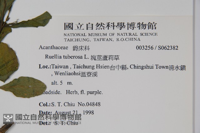 塊莖蘆莉草、紫莉花、藍蘆莉、球根蘆莉藏品圖，第2張