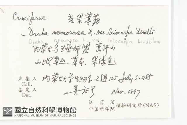 光果葶藶藏品圖，第2張