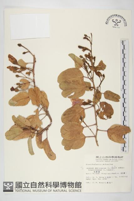 馬鞍藤藏品圖，第1張