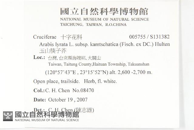 玉山筷子芥藏品圖，第2張