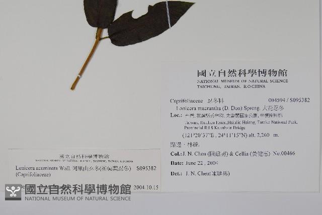 阿里山忍冬、漸尖葉忍冬藏品圖，第2張