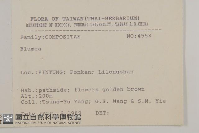 艾納香藏品圖，第2張