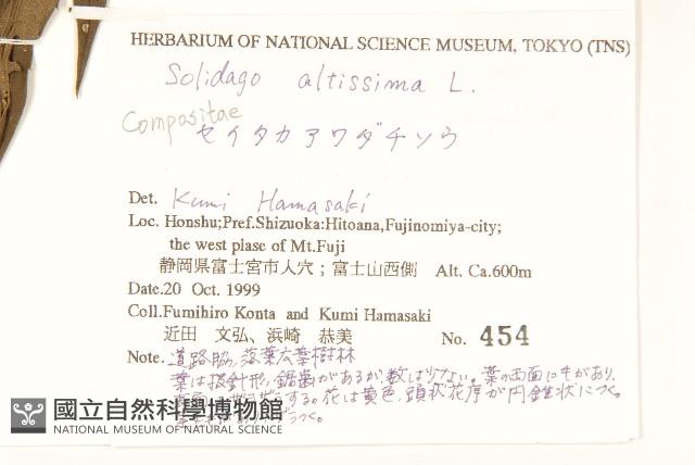 北美一枝黃花藏品圖，第2張