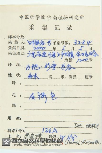 俄氏虎皮楠、蘭嶼虎皮楠、虎皮楠藏品圖，第2張