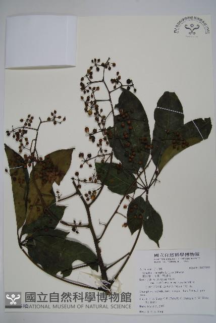 鵝掌柴、江某、鴨腳樹藏品圖，第1張