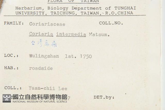 臺灣馬桑藏品圖，第2張