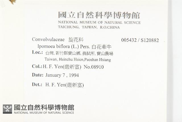 白花牽牛藏品圖，第2張