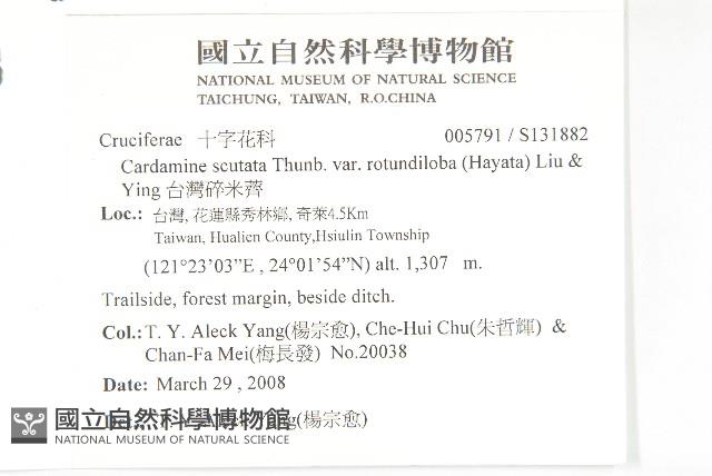 台灣碎米薺藏品圖，第2張