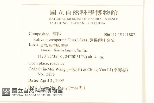 翅果假吐金菊藏品圖，第2張