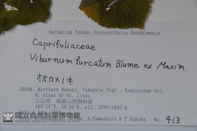 假繡球藏品圖，第2張