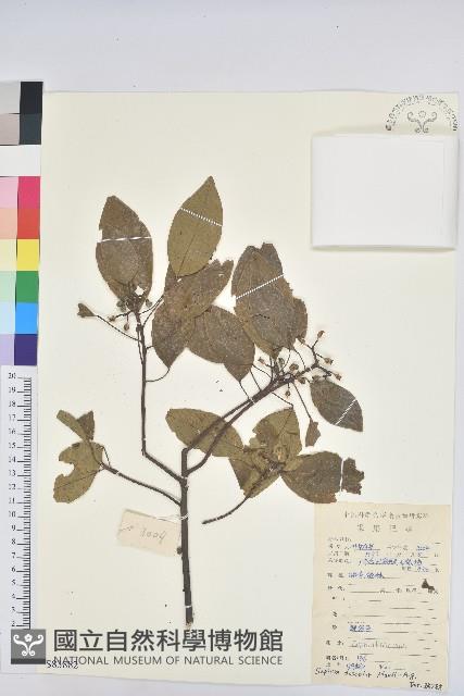 白臼藏品圖，第1張