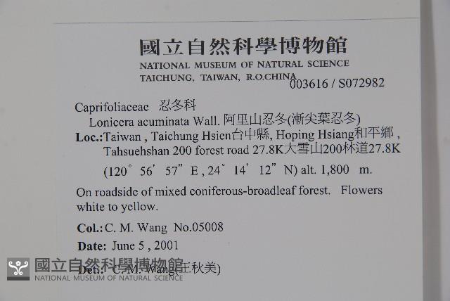 阿里山忍冬、漸尖葉忍冬藏品圖，第2張