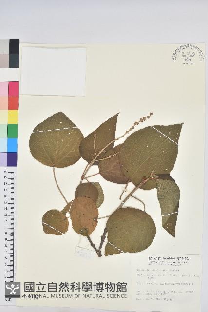 野桐藏品圖，第1張