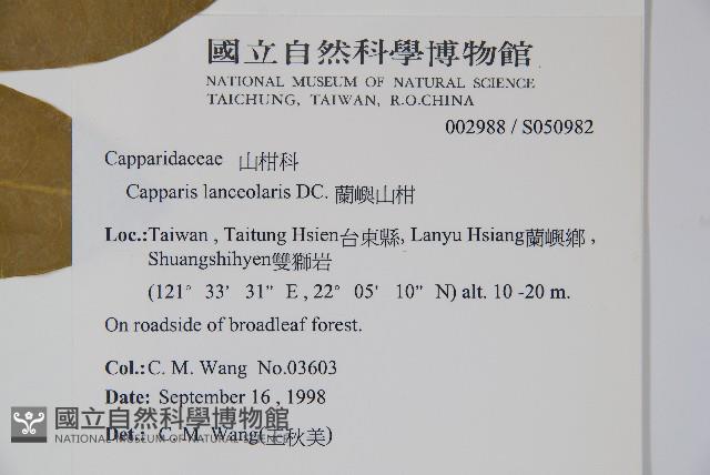 蘭嶼山柑藏品圖，第2張