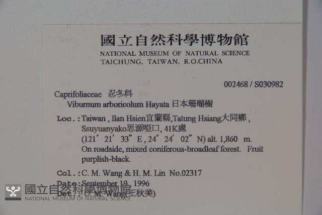 著生珊瑚樹藏品圖，第2張