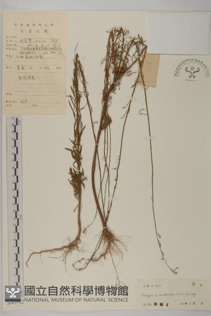 加拿大蓬藏品圖，第1張