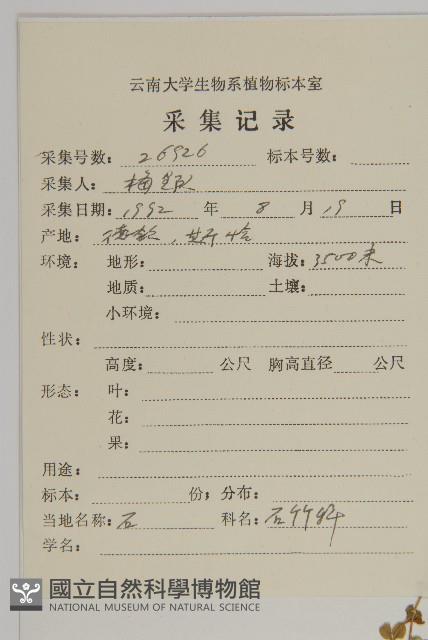 荷蓮豆藏品圖，第2張