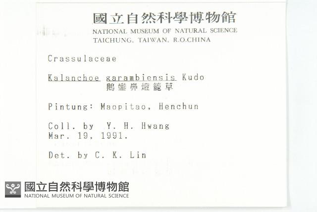 鵝鑾鼻燈籠草藏品圖，第2張