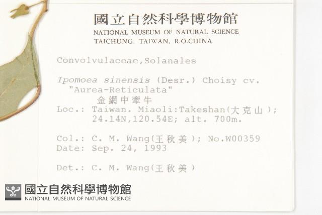 金網中牽牛藏品圖，第2張