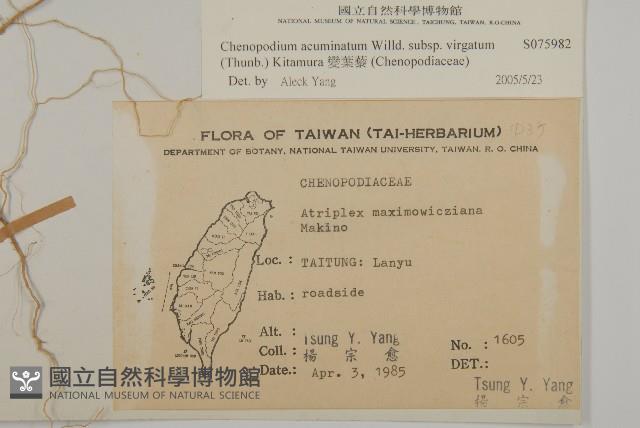 變葉藜藏品圖，第2張