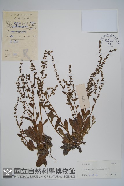 盾果草藏品圖，第1張