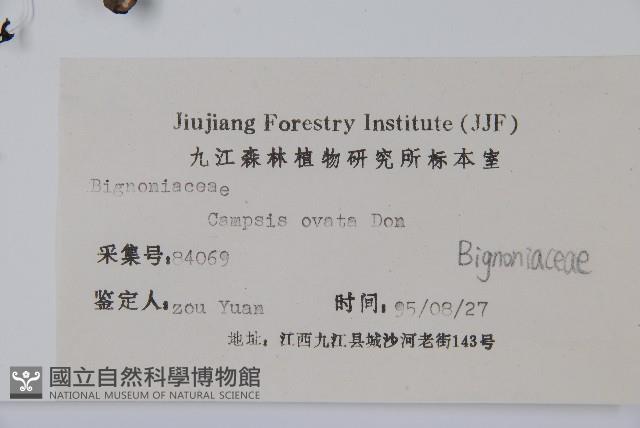 梓樹藏品圖，第2張