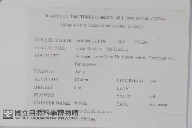 青榨槭藏品圖，第2張