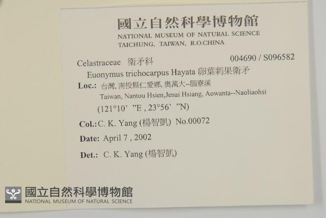 卵葉刺果衛矛藏品圖，第2張