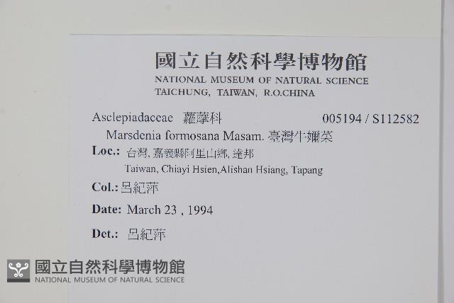 臺灣牛嬭菜藏品圖，第2張